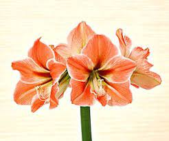21 Stunning Amaryllis Varieties To Plant Right Now White Flower Farm Amaryllis Flowers Amaryllis