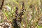 Image result for Alectra sessiliflora