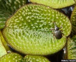 Image result for Salviniaceae