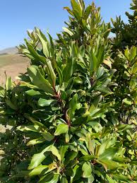 Image result for Rapanea melanophloeos