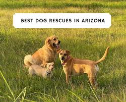 Adopting a pet is an extremely rewarding decision, and we're here to help you pick out the perfect furry family member. Best Dog Rescue In Arizona 2021 Top 10 Picks We Love Doodles
