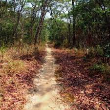 Image result for Cryptosepalum maraviense