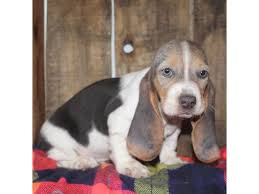 He has an amazing blue coat and gorgeous eyes, therefore he will melt everyone he encounters. Basset Hound Dog Male Blue White Tan 2358619 Petland Aurora