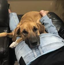 Went down from 189.000 location: Teenager Mit Krebs Auf Der Suche Nach Einem Verlorenen Hund Rennhund 2021