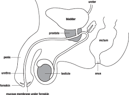 For blue line, it is a guide line to guess body section. Diagram Perineum Diagram Male Full Version Hd Quality Diagram Male Knobtubewiring Efran It