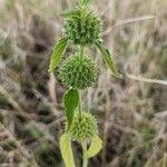 Image result for Leucas deflexa