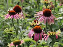 Echinacea purpurea (eastern purple coneflower, purple coneflower, hedgehog coneflower, or echinacea) is a north american species of flowering plant in the sunflower family. Scheinsonnenhut Green Envy Schonste Stauden Expertenwissen