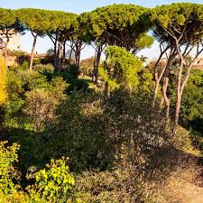 The american university of rome. Egyjhxucdskszm
