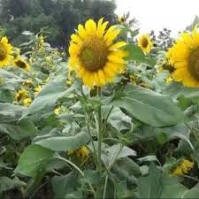 Ukurannya yang besar dan tinggi menjadikannya salah satu jenis. Amefurashi Benih Bibit Bunga Matahari Sunflower Mammoth Grey Stripe Shopee Indonesia