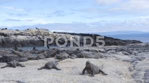 Galapagos Animals Marine Iguana And Flightless Cormorant On Fernandina Island Stock Footage Ad Iguana Flightless Marine Gal Marine Iguana Galapagos Iguana