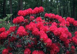 Spring Parade Rhododendron Evergreen Shrub Woody Plant Of The Day Rhododendron Plant Plants Evergreen Shrubs