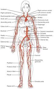 The other system, the systemic vessels, carries blood from the left ventricle to the tissues in all parts of the body and then returns the blood to the right atrium. Main Arteries Of The Body Body Anatomy Human Anatomy And Physiology Medical Anatomy