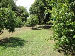 Plus it takes 8 years or more on average soils. Fruit Trees And Water Well On East Side Of Property Resize Thailand Real Estate Land Homes Hotels And Commercial Properties For Sale In Thailand