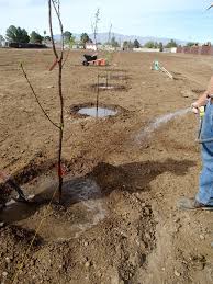 It is important to plant at least. Xtremehorticulture Of The Desert Digging Holes To Plant Fruit Trees