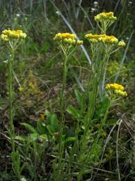 Image result for Helichrysum stenopterum