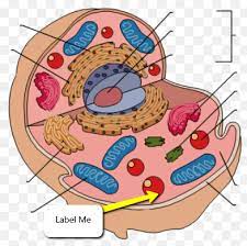 We did not find results for: Animal Cell Labeling And Functions Flashcards Quizlet