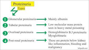 Image result for Proteinuria Causes