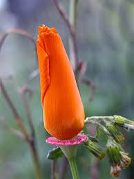 Pin On Poppy Love 3