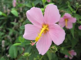 Image result for Kosteletzkya grantii