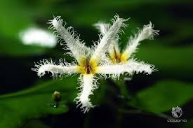 Image result for Nymphoides forbesiana