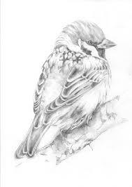 Colour Bird On Tree Drawing Samuel Birding Tree Sparrow Color Pencil Art Bird Drawings Scale Drawing