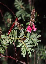 Image result for Indigofera ischnoclada