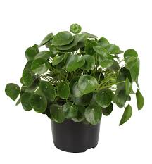 Warum man die pilea peperomioides am liebsten ufopflanze nennt, erkennen sie sofort, wenn sie diese sehen. Zimmerpflanze Von Botanicly Ufopflanze Kaufland De