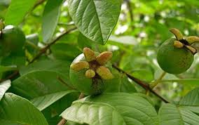 Ini dapat meredakan kram perut dan mempercepat pemulihan. Khasiat Dan Manfaat Daun Jambu Biji Untuk Kesehatan Paperblog