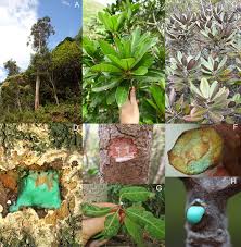 Image result for Pteronia acuminata