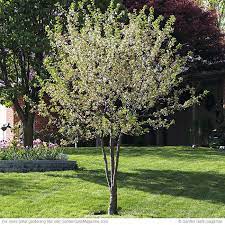 The tree has twiggy branches. North Star Sour Cherry Sour Cherry Tree Cherry Trees Garden Trees To Plant