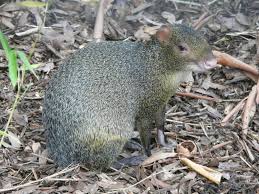 Any of a genus (dasyprocta) of tropical american rodents recent examples on the web one key souvenir from that mating: Azara S Agouti Encyclopedia Of Life