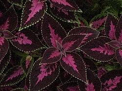 Image result for Coleus longipetiolatus