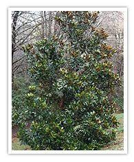Магнолия жалбырактуу же дайыма жашыл болушу мүмкүн. Evergreen Magnolia Species Nurseries Online