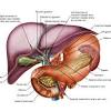 Among them, brain, heart, lungs, liver and kidneys are considered as the major or vital organs of the human body. 1