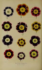 Not Really Flash But Primula Auricula By Lambert Jacob Makoy Botanical Illustration Vintage Botanical Illustration Primula Auricula