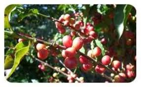 Svetol Son Origine Extrait De Graine De Cafe Non Torrefies Variete Robusta Svetol Sveneol Cafe Vert Cafe Vert Minceur Graine