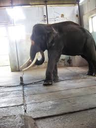 Closed shelter of elephant Mariappan (note: concrete floor ...