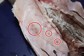アニサキス 寄生虫 にご用心 魚を食べるときの注意点 Tsuri Hack 釣りハック