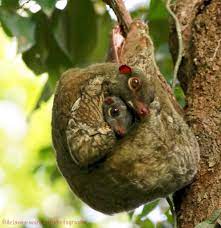 Sunda Colugo Flying Lemur Mother And Her Baby Animals Wild Cute Funny Animals Funny Animals