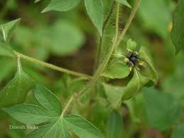 Image result for Sclerocarpus africanus