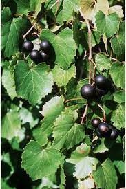 Muscadine Grape Growing Tips Advice For Growing Muscadine Grapes Grape Plant Grapes Growing Grapes