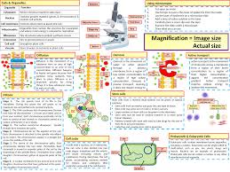 Ks4 Aqa Gcse Biology Science Cells Revision Knowledge Organiser By Chalky1234567 Teaching Resources Gcse Biology Revision Gcse Science Science Cells