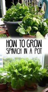 How To Grow Spinach In Pots Growing Spinach In Containers Care Container Gardening Vegetables Growing Vegetables Home Vegetable Garden