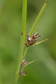 Image result for Scleria lacustris