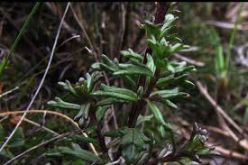 Image result for Xylopia collina