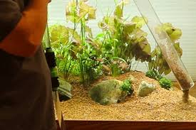 Observe filter maintenance to avoid decimating the beneficial bacteria living in it. Strategies For Planted Tank Cleaning With Discus Fish Wattley Discus