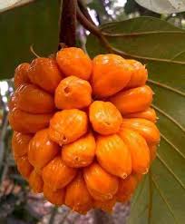 Anjili Chakka The Wild Jack Fruit Of Kerala How Many Of You Have Tasted This Wild Jack Fruit Vegetables Photography Jackfruit