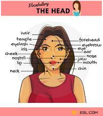 Human body woman posterior view. Parts Of The Face Useful Face Parts Names With Pictures 7esl Vocabulary Learn English English Vocabulary
