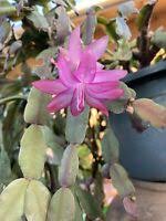 Experience lifelike christmas cactus sale at alibaba.com, ideal for decorating indoors and outdoors. Christmas Cactus Pink Lavender 5 Cuttings 3 Segments Ebay