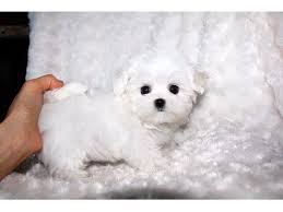 Gorgeous teddy bear maltese puppies they are fully vaccinated and ready to go puppies pet price 3500 akc papers 4500 they come with their vaccinations deworming vet check. Teacup Maltese Puppy For Sale Posts Facebook